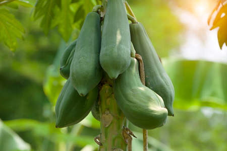 Photo close up of papaya tree with green fruits. Nature fresh green papaya on tree with fruits in nature landscape.の写真素材