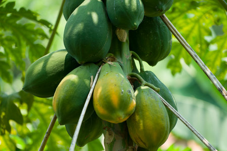 Photo close up of papaya tree with green fruits. Nature fresh green papaya on tree with fruits in nature landscape.の写真素材
