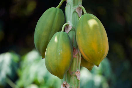 Photo close up of papaya tree with green fruits. Nature fresh green papaya on tree with fruits in nature landscape.の写真素材
