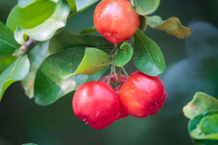 Acerola cherry on the tree with water drop, High vitamin C and antioxidant fruits. Fresh organic Acerola cherry on the tree.の写真素材