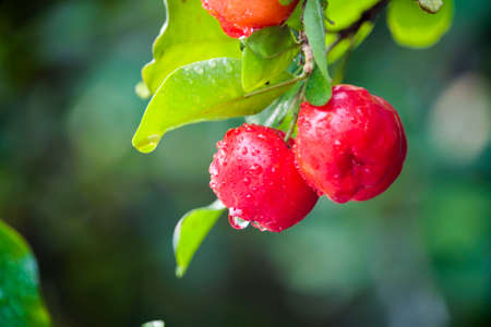 Acerola cherry on the tree with water drop, High vitamin C and antioxidant fruits. Fresh organic Acerola cherry on the tree.の写真素材