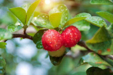 Acerola cherry on the tree with water drop, High vitamin C and antioxidant fruits. Fresh organic Acerola cherry on the tree.の写真素材
