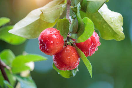 Acerola cherry on the tree with water drop, High vitamin C and antioxidant fruits. Fresh organic Acerola cherry on the tree.の写真素材
