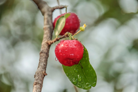 The drought land texture in Thailand. The global shortage of water on the planet. Global warming and greenhouse effect concept.の写真素材