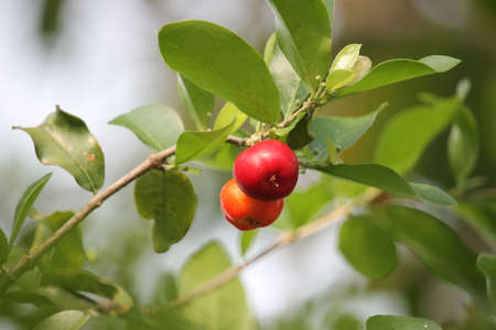 Fresh small red organic brazillian acerola cherry fruit (Malpighia Glabra) with green leaves. Fresh organic Acerola cherry on the tree, High vitamin C and antioxidant fruits.の写真素材
