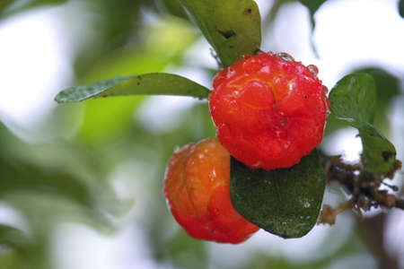 Fresh small red organic brazillian acerola cherry fruit (Malpighia Glabra) with green leaves. Fresh organic Acerola cherry on the tree, High vitamin C and antioxidant fruits.の写真素材