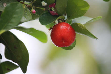 Fresh small red organic brazillian acerola cherry fruit (Malpighia Glabra) with green leaves. Fresh organic Acerola cherry on the tree, High vitamin C and antioxidant fruits.の写真素材