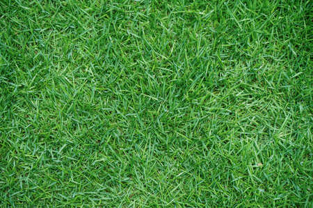 Golf champion trophy on green grass with golf clubs and golf ball in beautiful golf course. Sports that people around the world play during the holidays for health.の写真素材