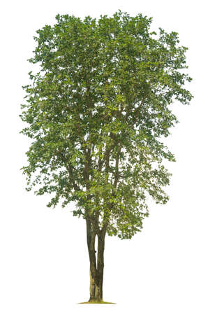 Trees isolated on white background, tropical trees isolated used for design, advertising and architectureの写真素材