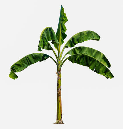 Banana tree isolated on white background with clipping paths for garden design.Economic crops of tropical countries are gaining popularity.の写真素材