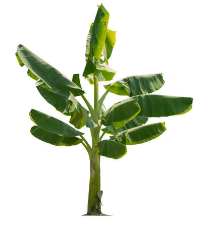 Banana tree isolated on white background with clipping paths for garden design.Economic crops of tropical countries are gaining popularity.の写真素材