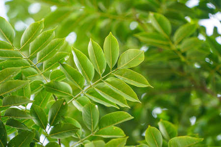 green leaves isolated on white background. Closeup nature view with free space for text. Natural green background.の写真素材