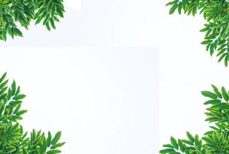 green leaves isolated on white background. Closeup nature view with free space for text. Natural green background.の写真素材