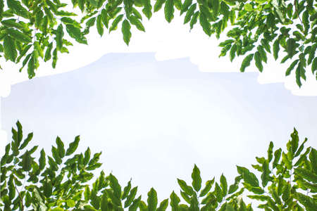 green leaves isolated on white background. Closeup nature view with free space for text. Natural green background.の写真素材