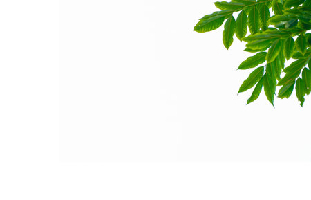 green leaves isolated on white background. Closeup nature view with free space for text. Natural green background.の写真素材