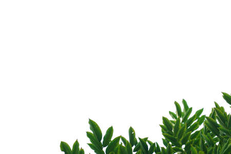 green leaves isolated on white background. Closeup nature view with free space for text. Natural green background.の写真素材