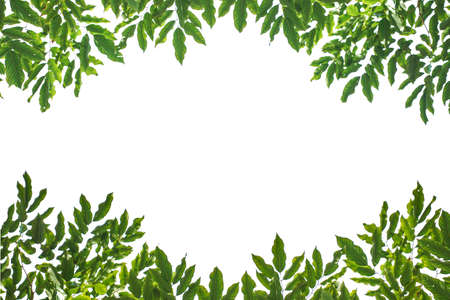 green leaves isolated on white background. Closeup nature view with free space for text. Natural green background.の写真素材