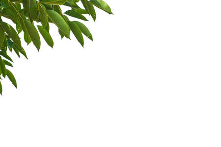 green leaves isolated on white background. Closeup nature view with free space for text. Natural green background.の写真素材