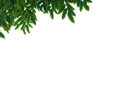 green leaves isolated on white background. Closeup nature view with free space for text. Natural green background.の写真素材