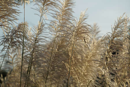 Selective focus. Reeds flower grass with sunset sky in the evening. Wind blowing reeds flower against sunset light.の写真素材
