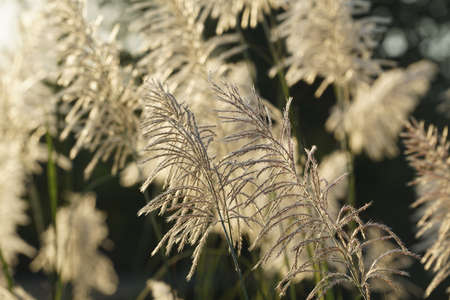 Selective focus. Reeds flower grass with sunset sky in the evening. Wind blowing reeds flower against sunset light.の写真素材