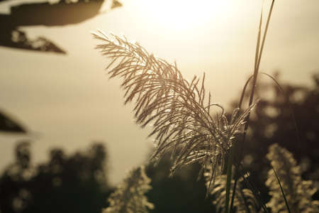 Selective focus. Reeds flower grass with sunset sky in the evening. Wind blowing reeds flower against sunset light.の写真素材