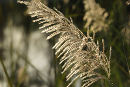 Selective focus. Selective focus. Reeds flower grass with sunset sky in the evening. Wind blowing reeds flower against sunset light. Wind blowing reeds flower against sunset light.の写真素材