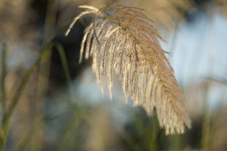 Selective focus. Reeds flower grass with sunset sky in the evening. Wind blowing reeds flower against sunset light.の写真素材