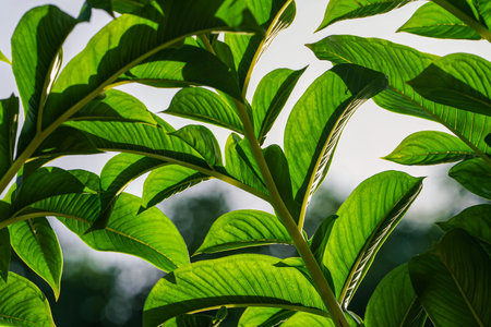 Green leaves of konjac. Leaf leaves of amorphophallus konjac also known as devil's tongue from japan.の写真素材
