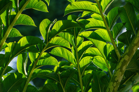 Green leaves of konjac. Leaf leaves of amorphophallus konjac also known as devil's tongue from japan.の写真素材