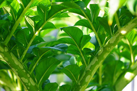 Abstract green leaf texture. Nature green Konjac leaves with raindrop background. Green leaf...