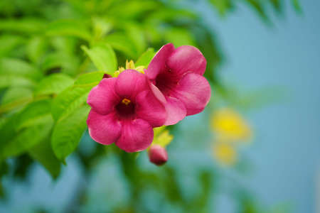 Allamanda blanchetii , Purple Allamanda. Scientific name is Allamanda blanchetii A. DC. , Allamanda violacea Gardn. Blooming in the garden.の写真素材