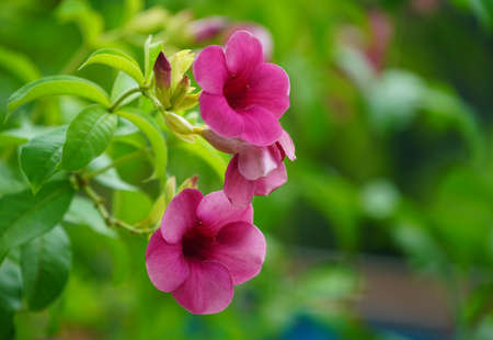 Allamanda blanchetii , Purple Allamanda. Scientific name is Allamanda blanchetii A. DC. , Allamanda violacea Gardn. Blooming in the garden.の写真素材