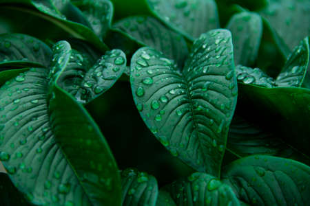 Abstract green leaf texture. Nature green Konjac leaves with raindrop background. Green leaf (Konjac) pattern on surface background leaf in the forest.の写真素材