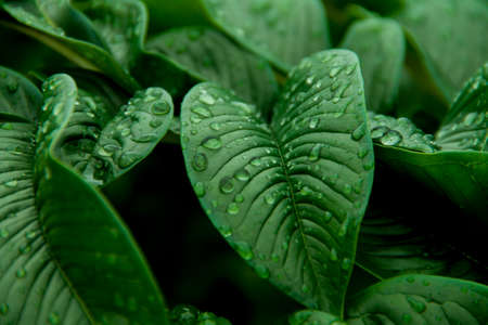 Abstract green leaf texture. Nature green Konjac leaves with raindrop background. Green leaf (Konjac) pattern on surface background leaf in the forest.の写真素材