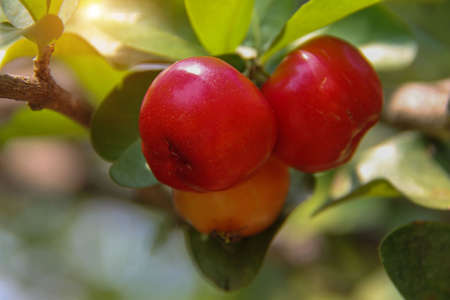 Group of fresh small red organic brazillian acerola cherry fruit (Malpighia Glabra) with green leaves. Fresh organic Acerola cherry on the tree, High vitamin C and antioxidant fruits.の写真素材