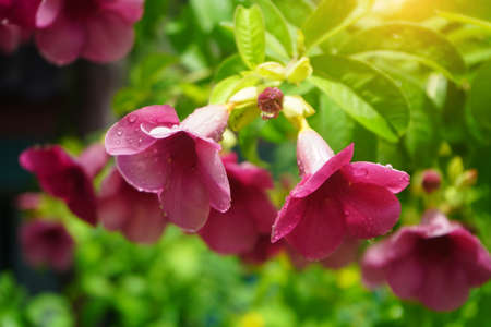 Glowing ping of rain lily flower with green blur backgroundの写真素材