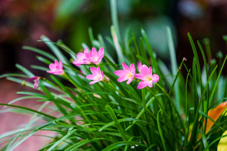 Glowing ping of rain lily flower with green blur backgroundの写真素材