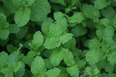 Peppermint plant grow at vegetable garden. Fresh peppermint trees in organig garden.