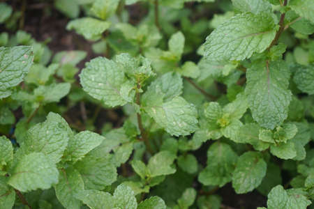 Peppermint plant grow at vegetable garden. Fresh peppermint trees in organig garden.の写真素材