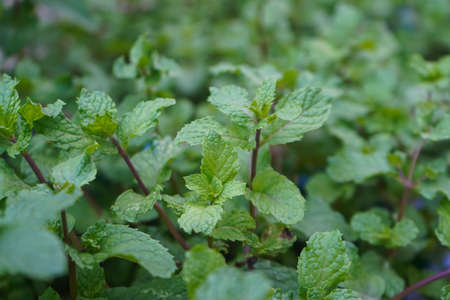 Peppermint plant grow at vegetable garden. Fresh peppermint trees in organig garden.の写真素材