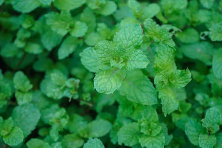 Peppermint plant grow at vegetable garden. Fresh peppermint trees in organig garden.の写真素材