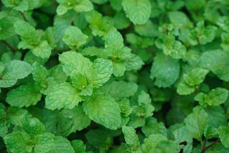 Peppermint plant grow at vegetable garden. Fresh peppermint trees in organig garden.の写真素材
