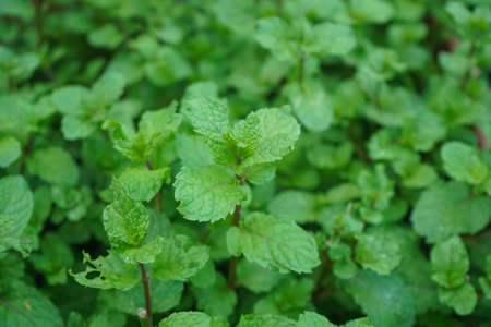 Peppermint plant grow at vegetable garden. Fresh peppermint trees in organig garden.の写真素材