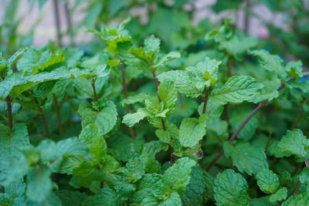 Peppermint plant grow at vegetable garden. Fresh peppermint trees in organig garden.の写真素材