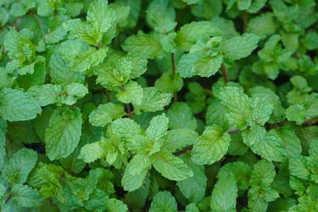 Peppermint plant grow at vegetable garden. Fresh peppermint trees in organig garden.の写真素材