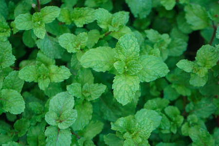 Peppermint plant grow at vegetable garden. Fresh peppermint trees in organig garden.の写真素材