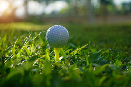 Golf ball on the green with warm tone and sunset. Golf ball on Green field golf course in morning time with soft sunlight.の写真素材