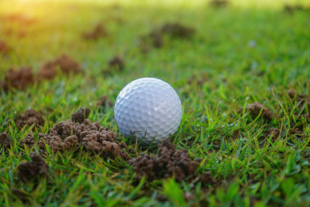 Golf ball on the green with warm tone and sunset. Golf ball on Green field golf course in morning time with soft sunlight.の写真素材