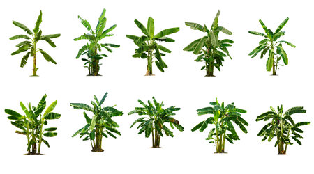 Isolated Trees on white background , The collection of trees , A beautiful trees from Thailandの写真素材